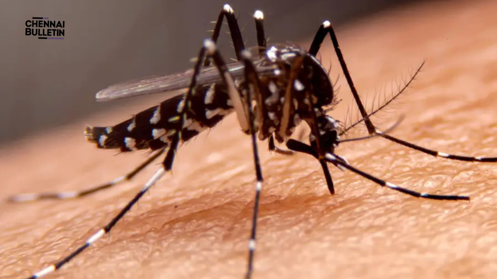dengue prevention