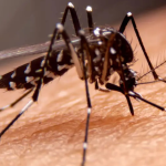 dengue prevention